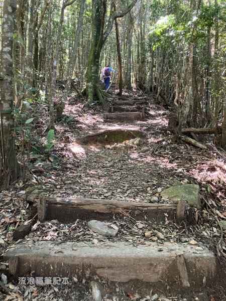 【谷關七雄】八仙山主峰步道2894866