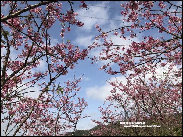 大熊櫻花林1252354