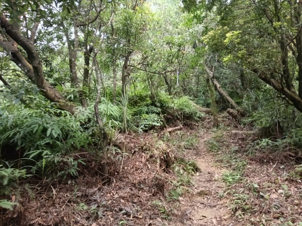 內湖區大丘田保甲路+開眼山+白石湖山+白石湖山東峰+大邱田山+消防山O型2858921