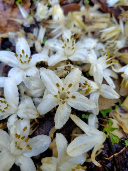 稍來小雪山國家步道、船型山、鞍馬山、鞍馬山東北峰、天池、雪山神木2799659