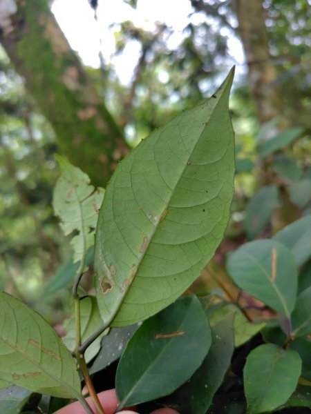 矢場谷山連走勃子山2804976