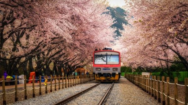 【攝影】櫻花拍攝的技巧