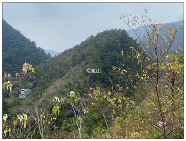 惠蓀林場 杜鵑嶺 O遶一圈3010274