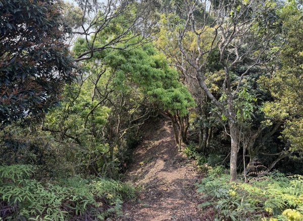 [微笑山線_第八段] 2026_0411 二格山系_炙子頭山3035090