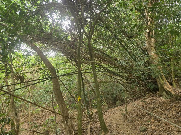 2026-02-01 靈山古道2991710