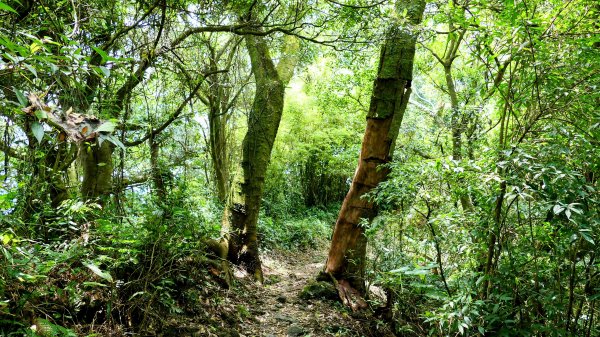 微笑山線百年大榕樹段2848412