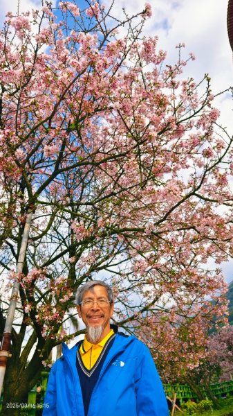 #綠繡眼 訪花 #吉野櫻 #天元宮 #楓樹湖 03162736760