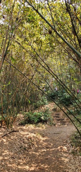 2021-04-03溪洲山登山步道(血藤花)1336320