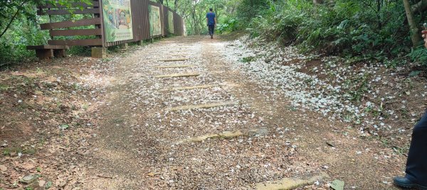 羊稠森林步道2776988