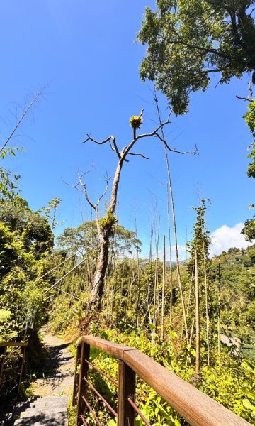 阿里山迷糊步道-福山古道2793510