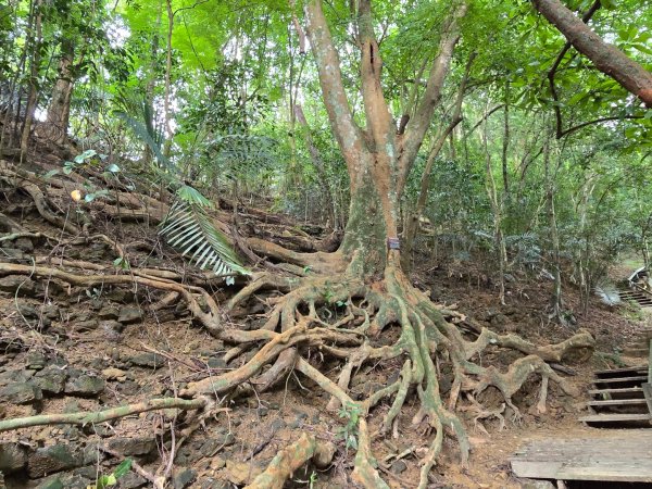 美濃雙溪樹木園（九芎林山）2652553