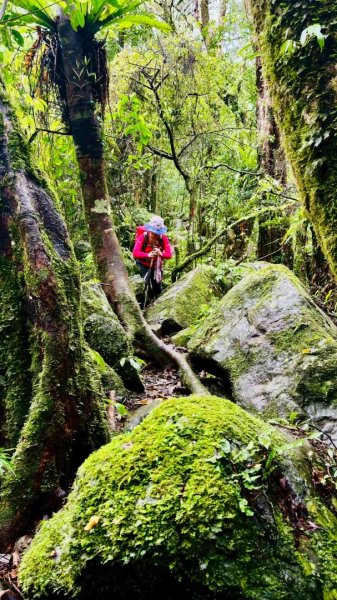 卡保石壁一葉蘭（耘夢谷上逐鹿山下O走）2809544