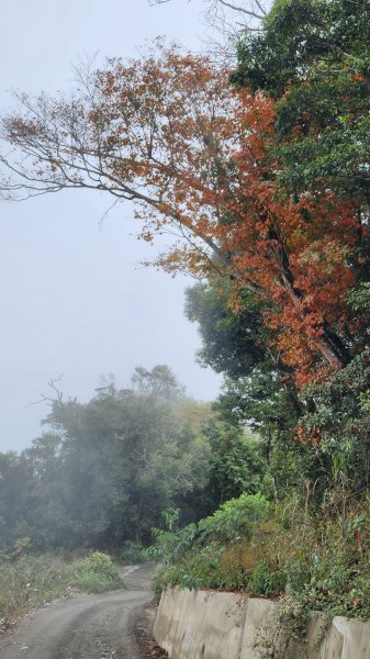 111/12/18藤枝森林園區東藤枝山、藤枝山1979573