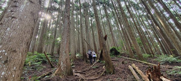 2025/06/22_民都有山登山步道2818018