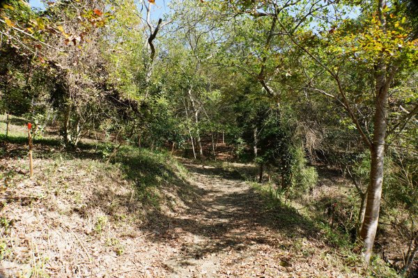 苗栗 卓蘭 白布帆山2967915