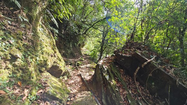 虎豹潭古道、大平山腰古道、樓仔厝古道O型走2232411