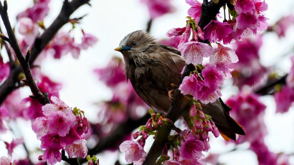 《青玉案・樂活櫻雲照水》2709185
