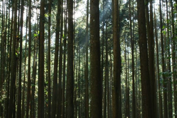 奮起湖台灣杉森林棧道194445