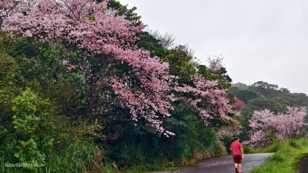 追花是簡單的快樂，賞花是恬淡的幸褔 3/2&73008768