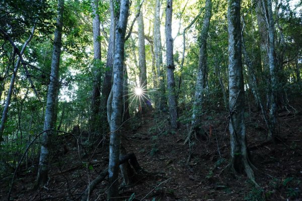 新竹 尖石 屯野生台山、石麻達山、錦屏山2904258