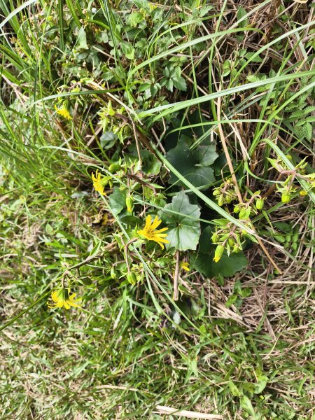 [百山百鳥尋旅-11/15] 2025_0927 大屯主峰-連峰步道_大屯山南峰2899376