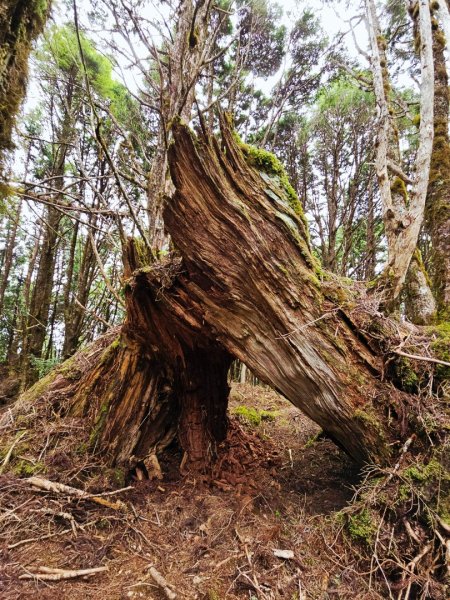 三星山-小百岳#85-宜蘭縣大同鄉2827537