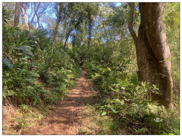 草嶺山、白石山、頭寮山 六連峰 O型路線2798527