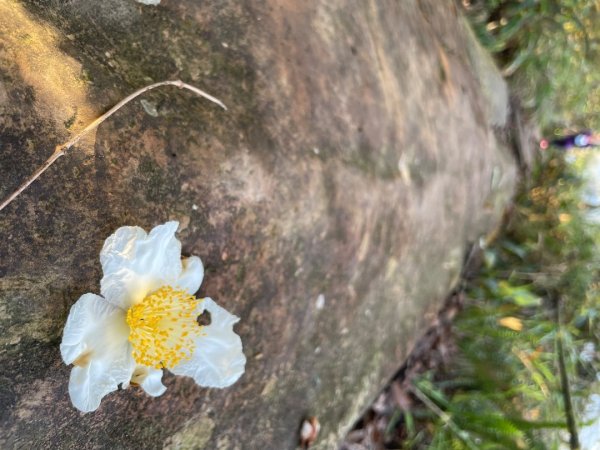 白金縱走石厝山2936570