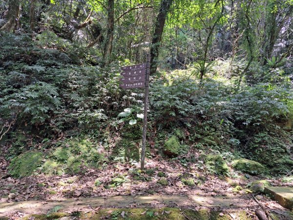 2026微笑山線平溪小黃山段3103441