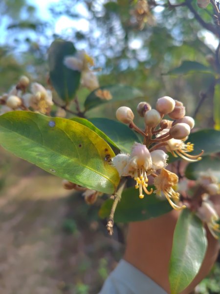 霧里乙部落-舊內文社-霧里乙山東北峰-霧里乙山-霧里乙南山-獅子頭山2766072