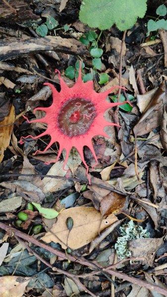 大混李棟重訓2883627