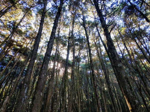 綠野仙境＠稍來山步道1480659