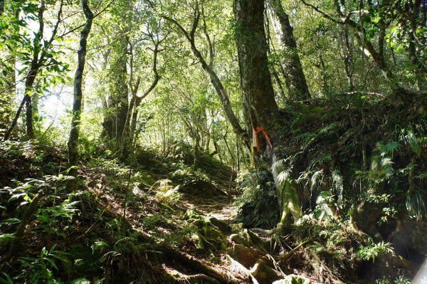 新竹 尖石 內鳥嘴山2899170