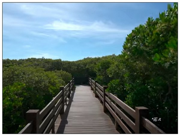 新豐紅樹林木棧步道2707053