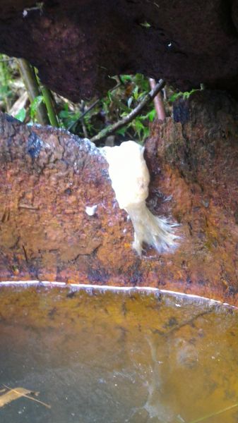 砂卡礑三雄304389