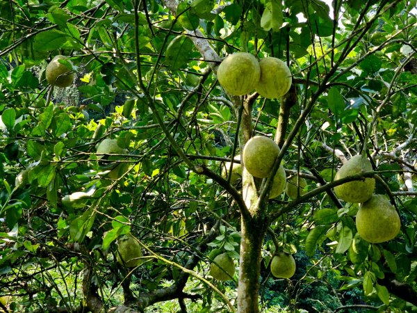 三段崎古道-2025森遊竹縣皮皮獅探險隊2890105