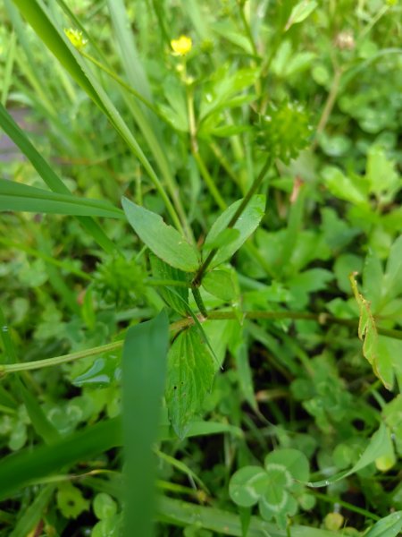 沙里仙林道、沙里仙溪、同富山/埔沙山、東埔山、阿毛巨木2812463