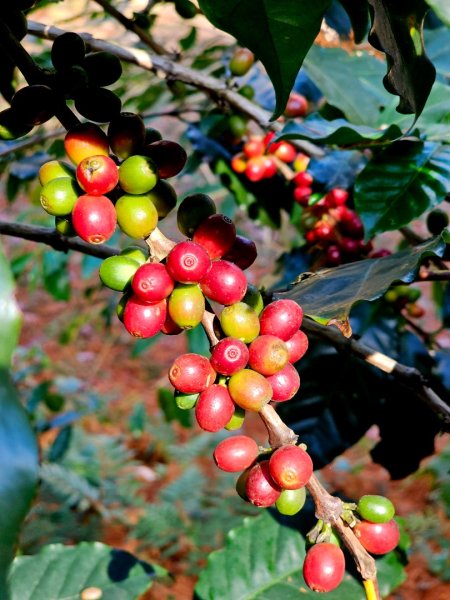 唐麻丹山-谷關七雄(老么)2991554