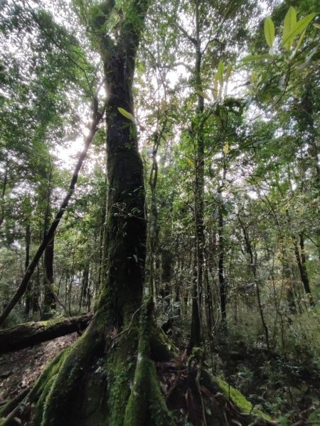 鵝公髻主、東北峰1649400