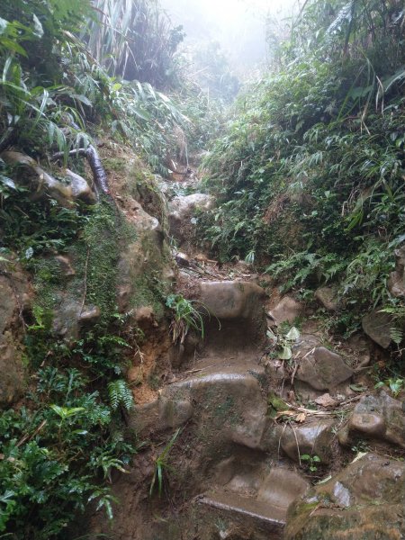 天氣多變大霧瀰漫的溪頭鳳凰山步道(小百岳#53)1494929