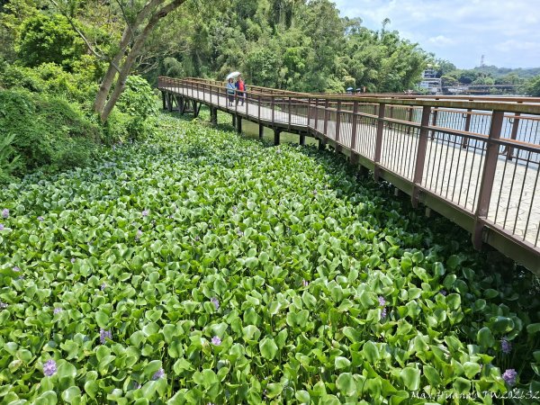《新竹》湖光山色｜峨眉湖環湖步道+寶山小西湖步道202605173056923