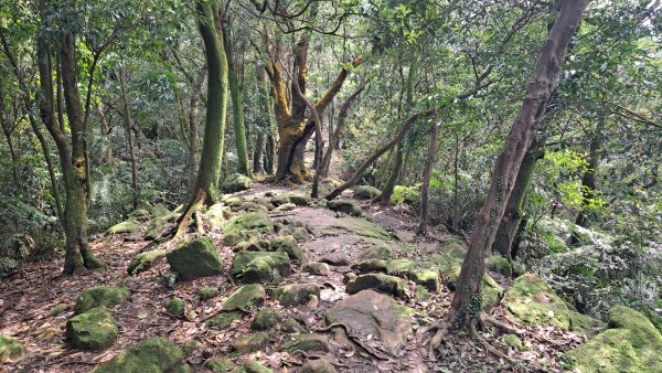 20240308汐止大尖山步道-四分尾山-耳空龜山2448641