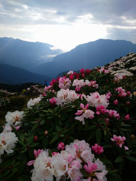 賞心悅目～賞高山玉山杜鵑1374461