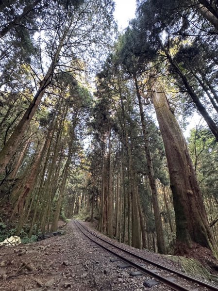 阿里山二萬坪樹抱石2097906