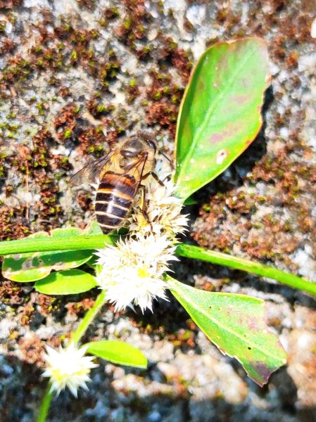 血籐大亂鬥3015533