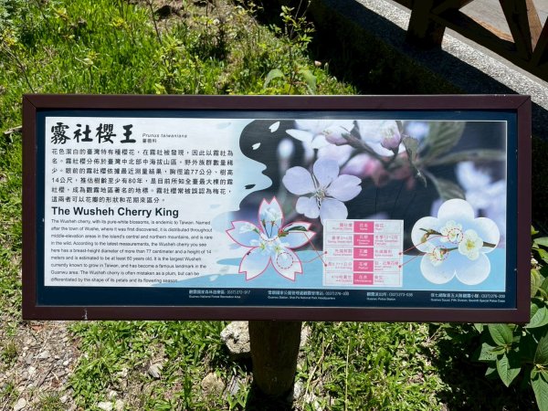 新竹 五峰 觀霧國家森林遊樂區 大鹿林道西線 榛山步道2811368