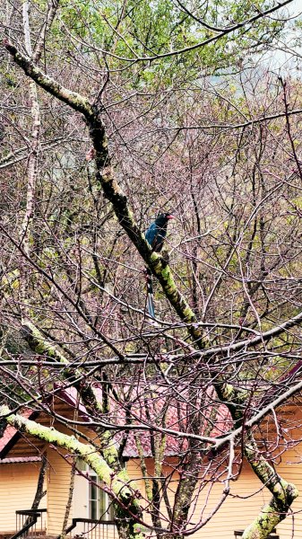 2025北港溪溫泉2699650