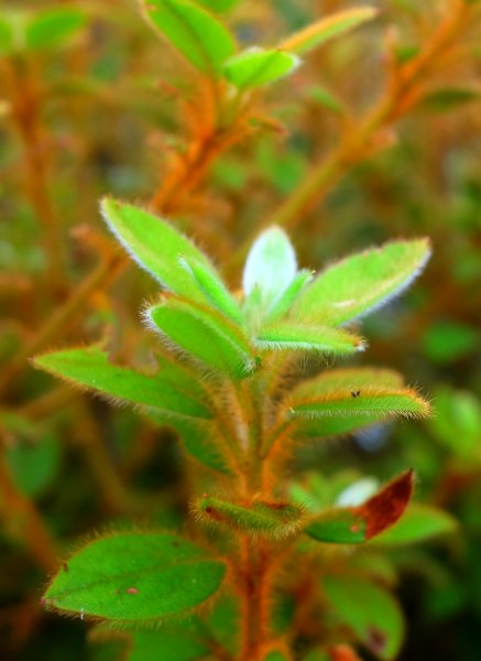 陽明山上的抹茶山小觀音山連峰626323