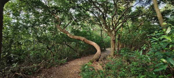 2025/08/03_羊稠森林步道2850662