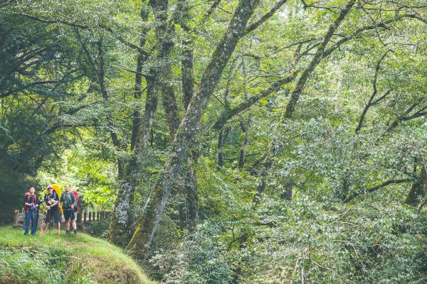 20191004~06-[新竹] 500塊上的大霸尖山1817047